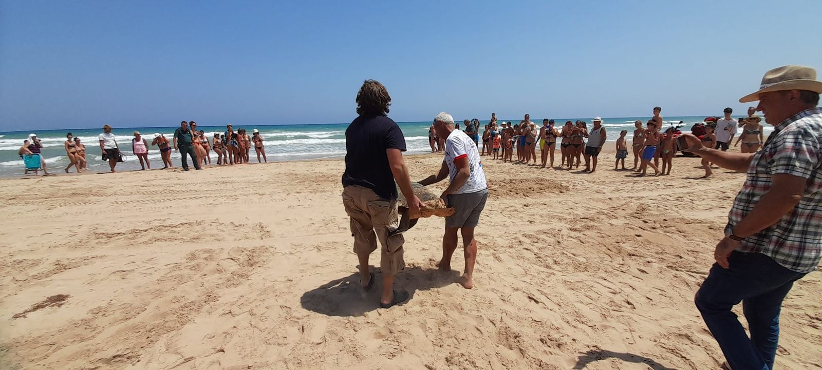 L'operatiu ha traslladat l'exemplar de tortuga fins a la mar després de desovar