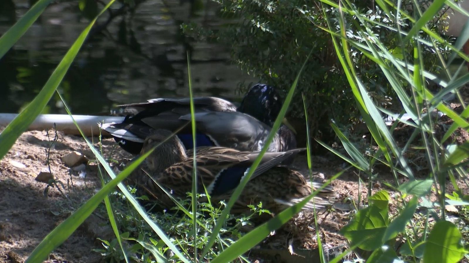 Investiguen la mort dels ànecs a Canals