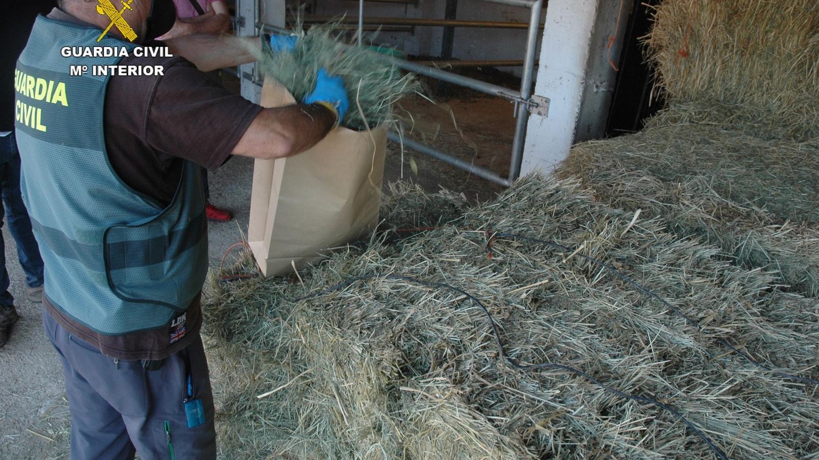 Un agent de la Guàrdia Civil recull el fenc