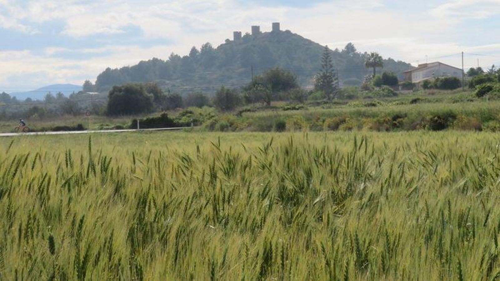 El blat és un producte característic de la Marina