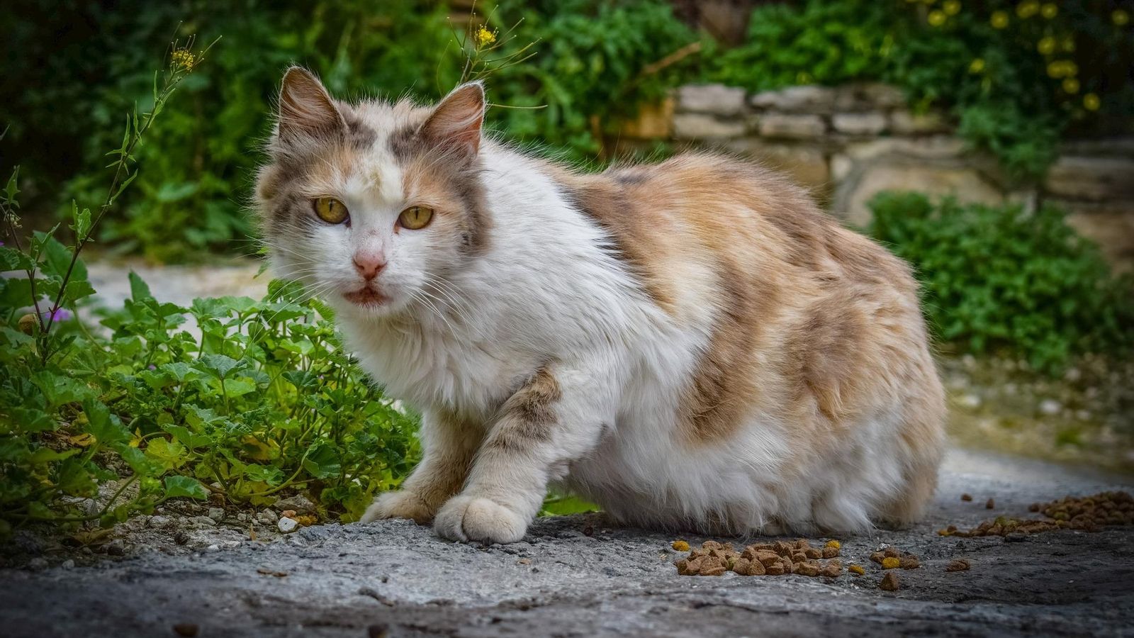 300.000 animals abandonats cada any a Espanya