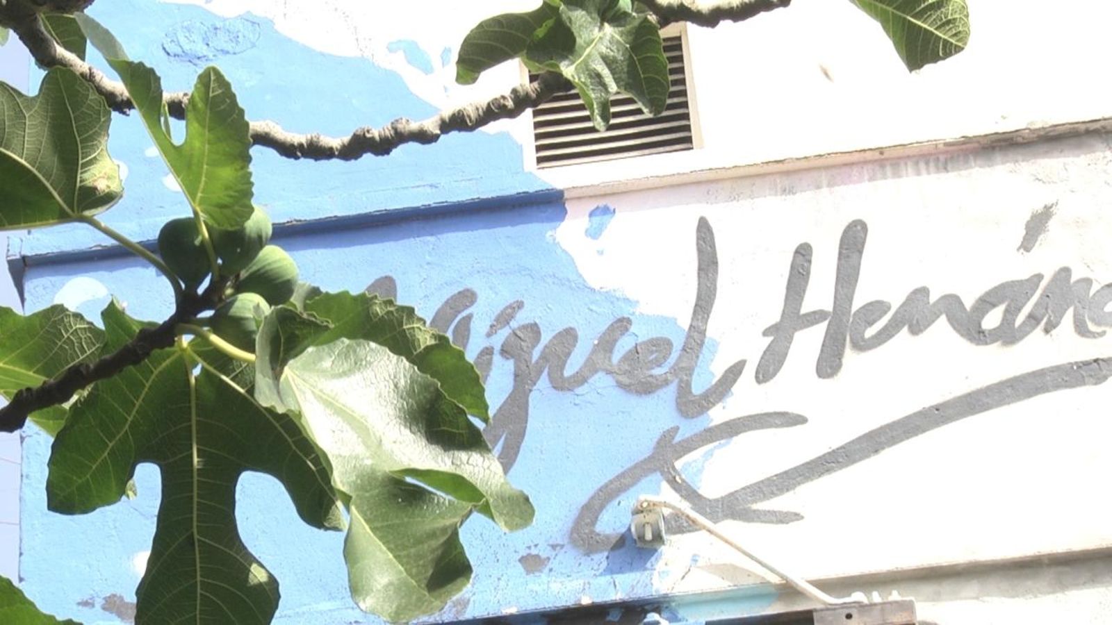 Imatge de la figuera on Miguel Hernández escrivia i que va inspirar molts dels seus poemes