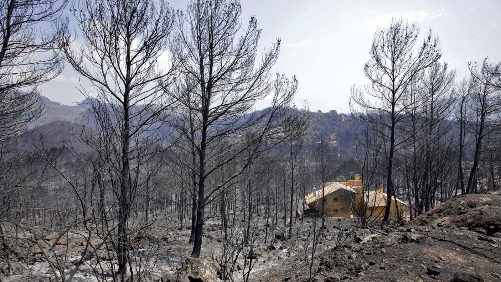 Paisatge cremat durant a la partida de Marxuquera durant l'incendi d'agost a Llutxent