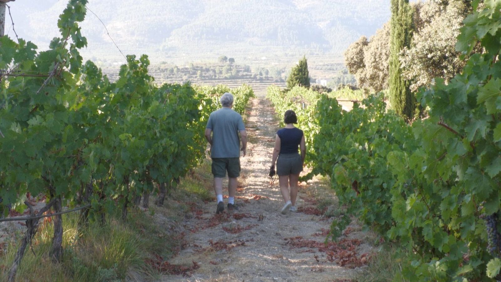 Camp de vinyes a Agres