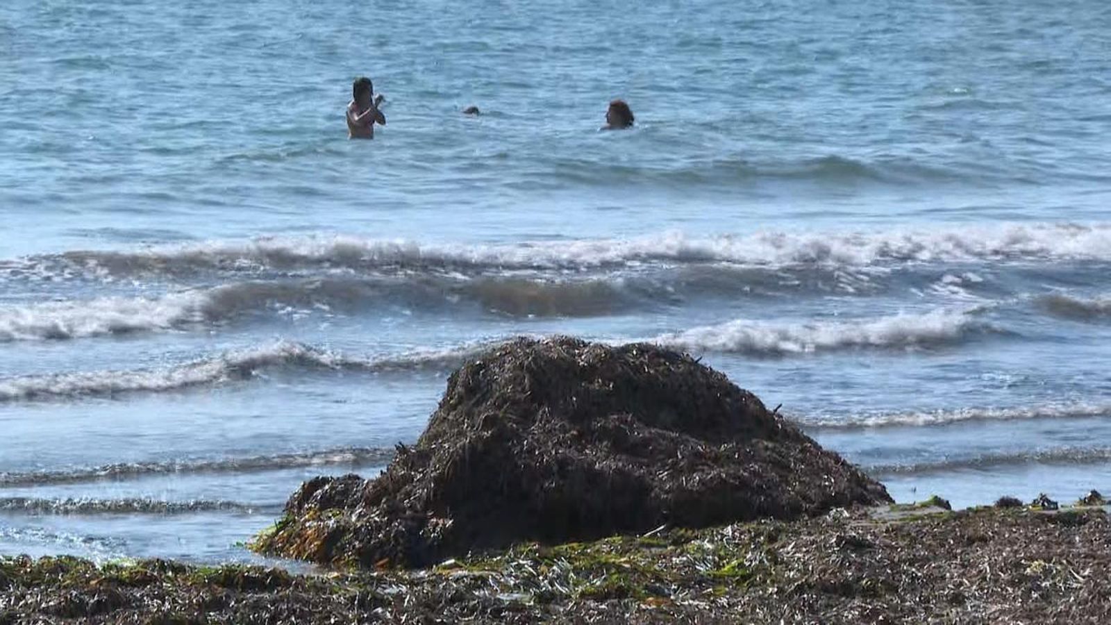 Acumulacions de posidònia seca en les platges de Santa Pola (Baix Vinalopó)