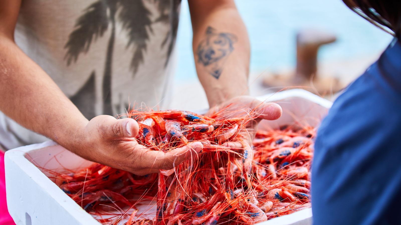 Gamba roja, en arxiu