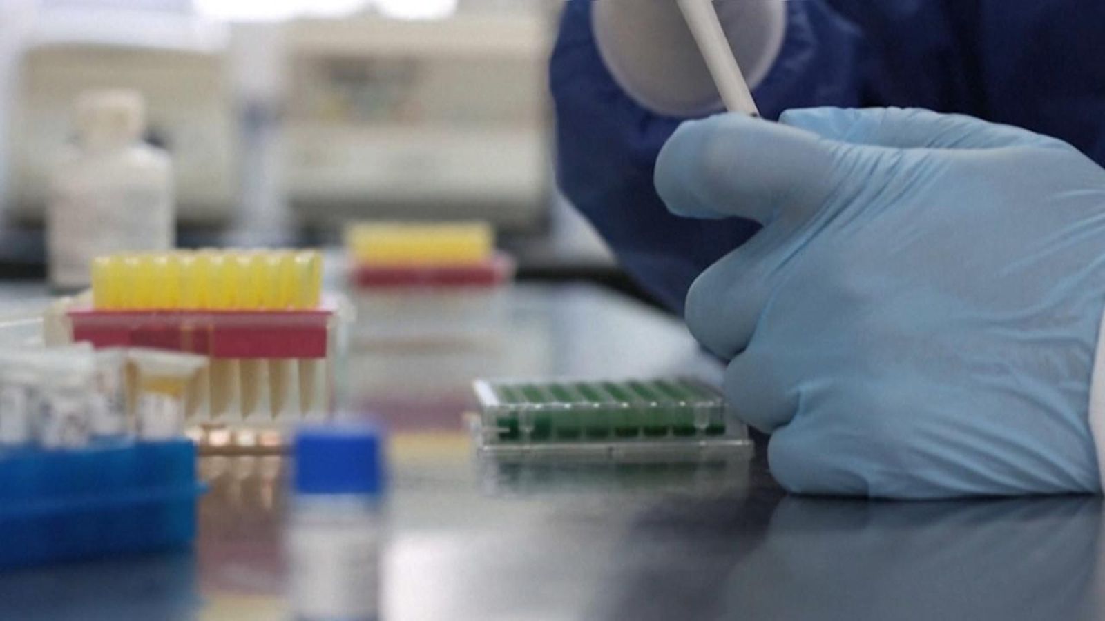 El brot de grip aviar en una granja de visons ha activat les alarmes sanitàries internacionals