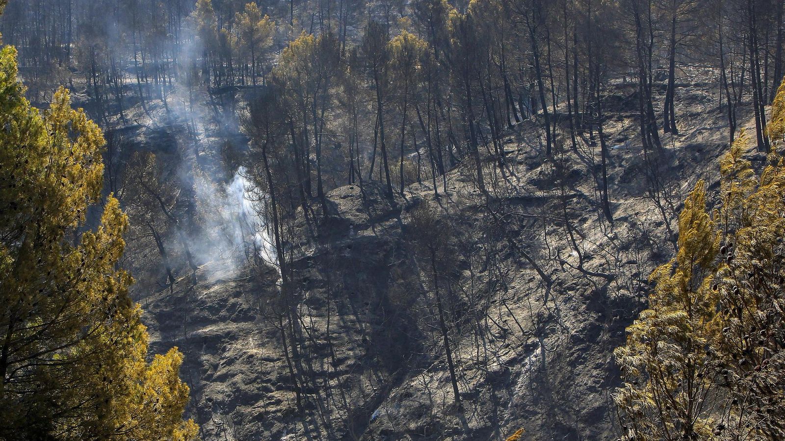 Vista general del terreny cremat per l'incendi declarat a Benasau dimarts
