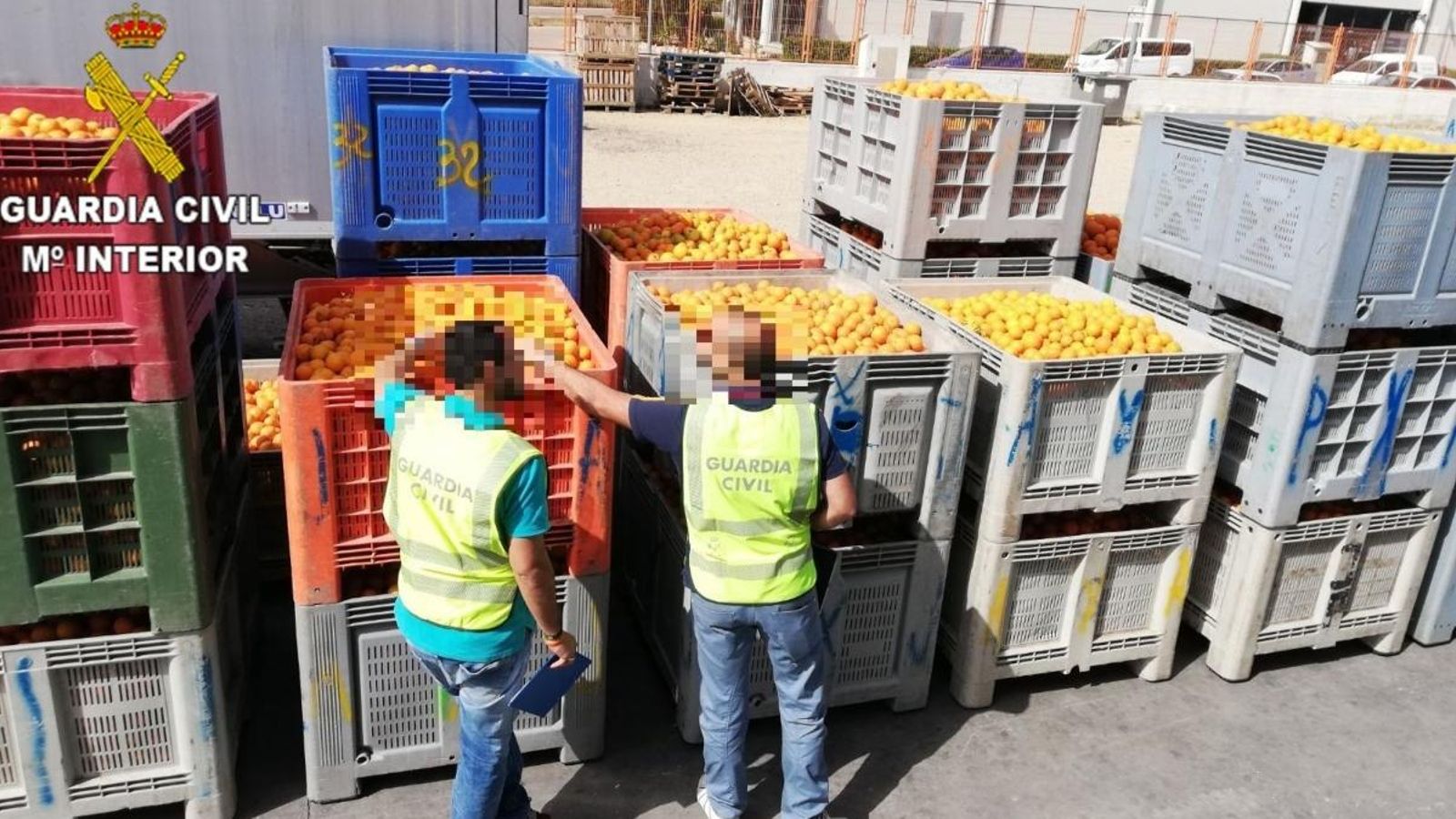 La Guàrdia Civil, amb les taronges furtades