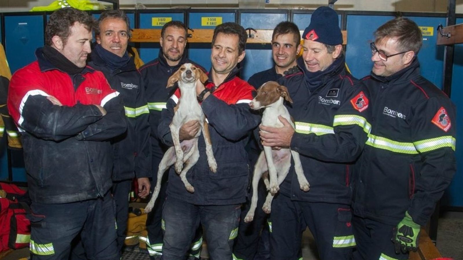 Els gossos rescatats pel Consorci Provincial de Bombers