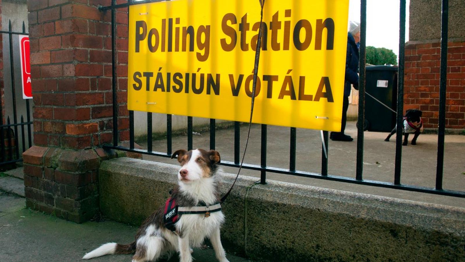 Un gos espera a les portes d'un col·legi electoral irlandés