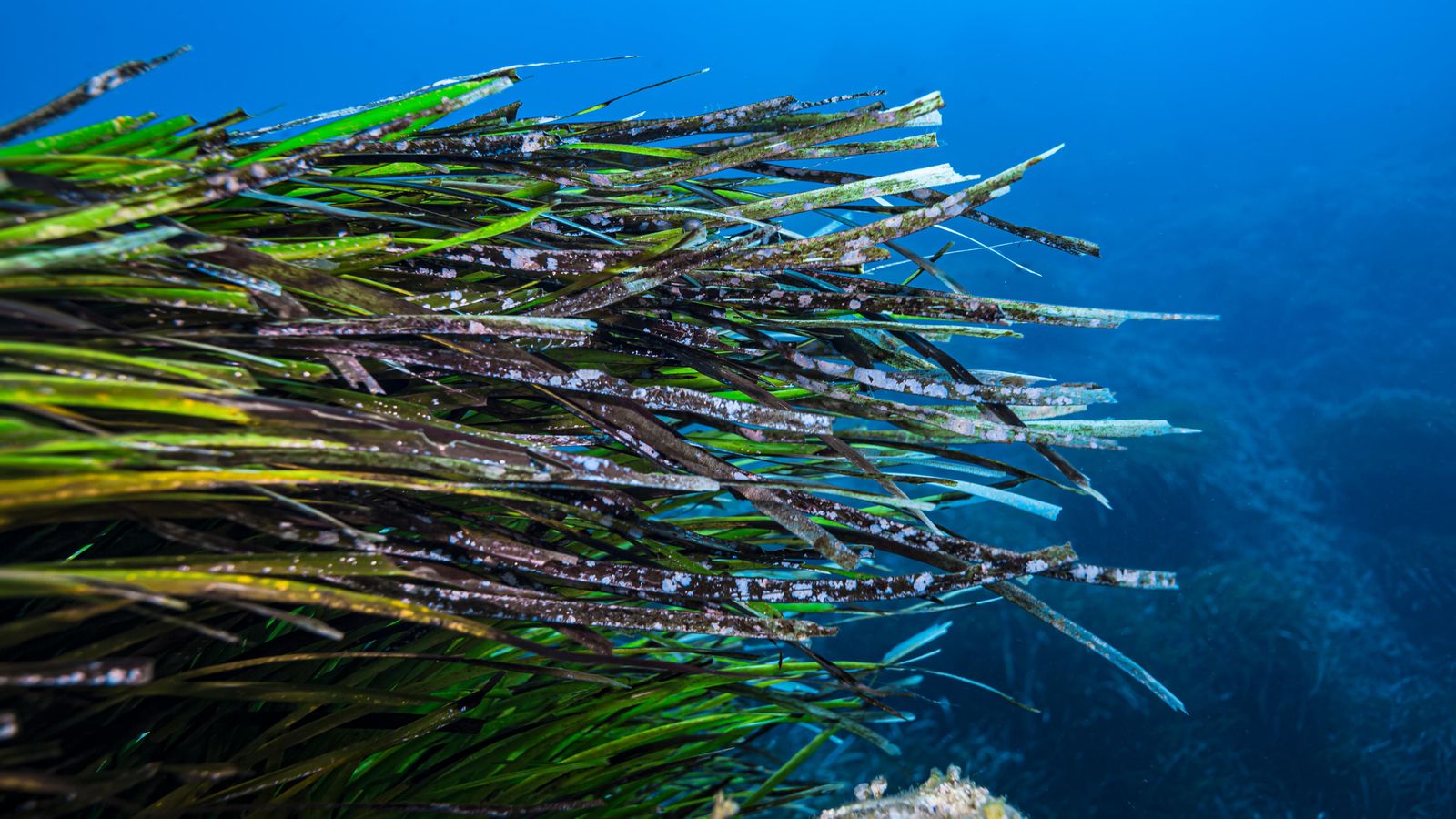 El Mediterrani, més tropical