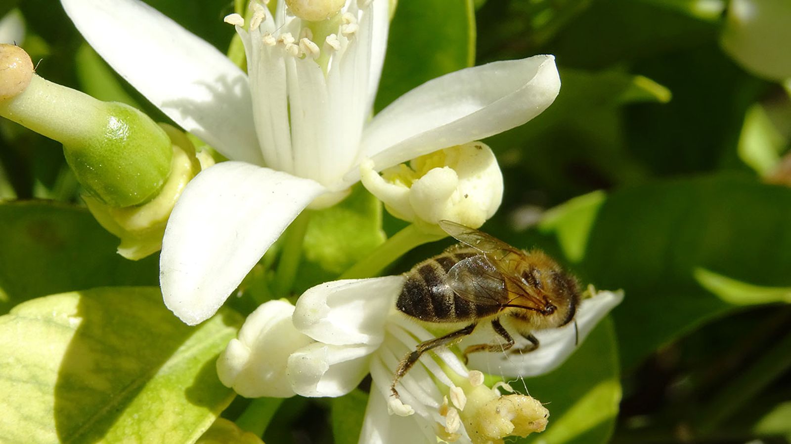 La funció de pol·linització que fan les abelles és essencial per a la conservació dels ecosistemes