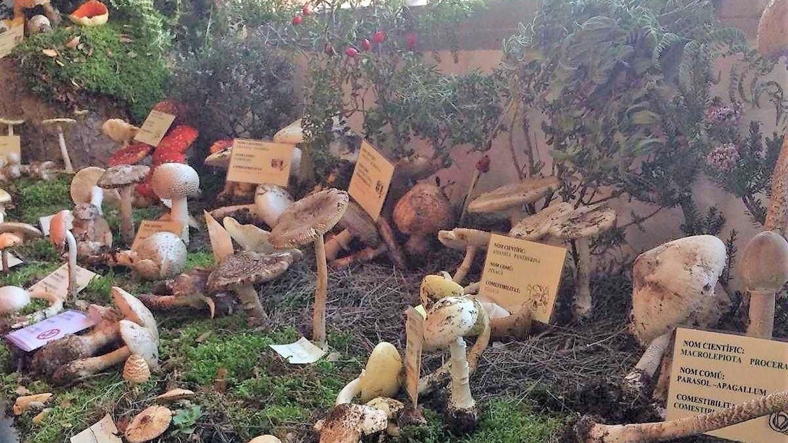 Fira de la caça i la natura d'Atzeneta del Maestrat