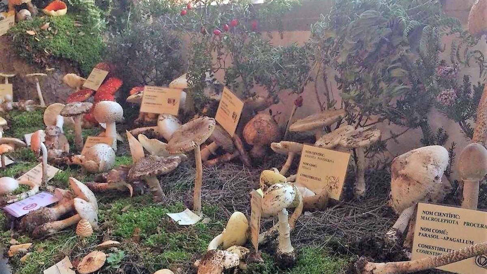 Fira de la caça i la natura d'Atzeneta del Maestrat