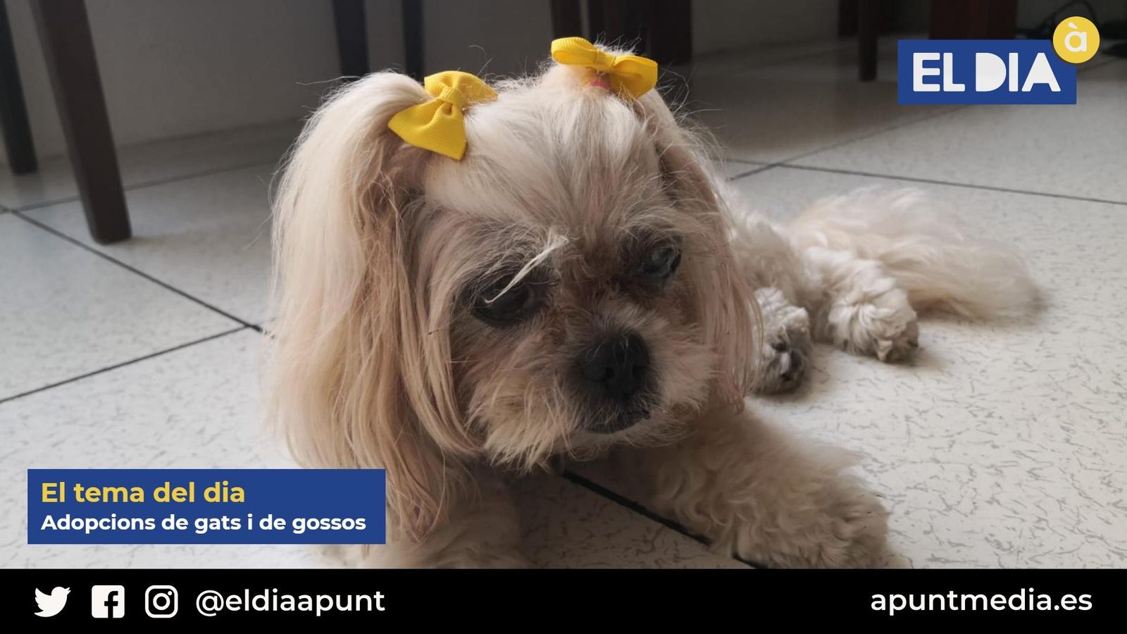 20.07.2021 | Tema del dia | Adopcions de gats i de gossos