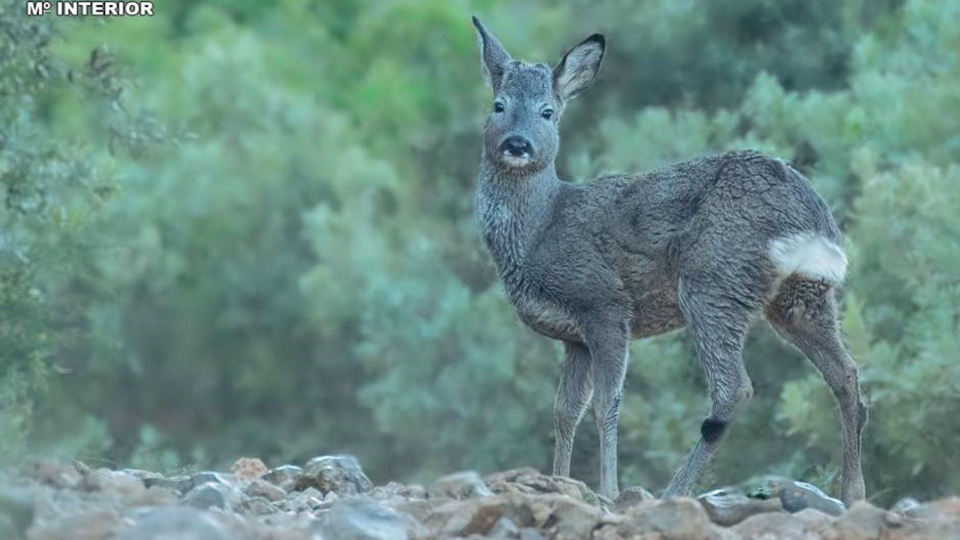 El cabirol va ser rescatat de la mar i alliberat en la serra de Bèrnia El cabirol va ser rescatat de la mar i alliberat en la serra de Bèrnia