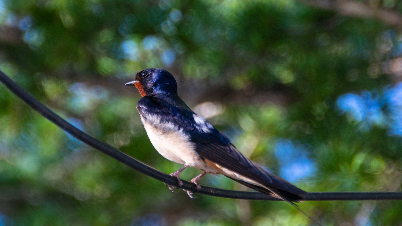 L'OLLERIA, LA VALL D'ALBAIADA