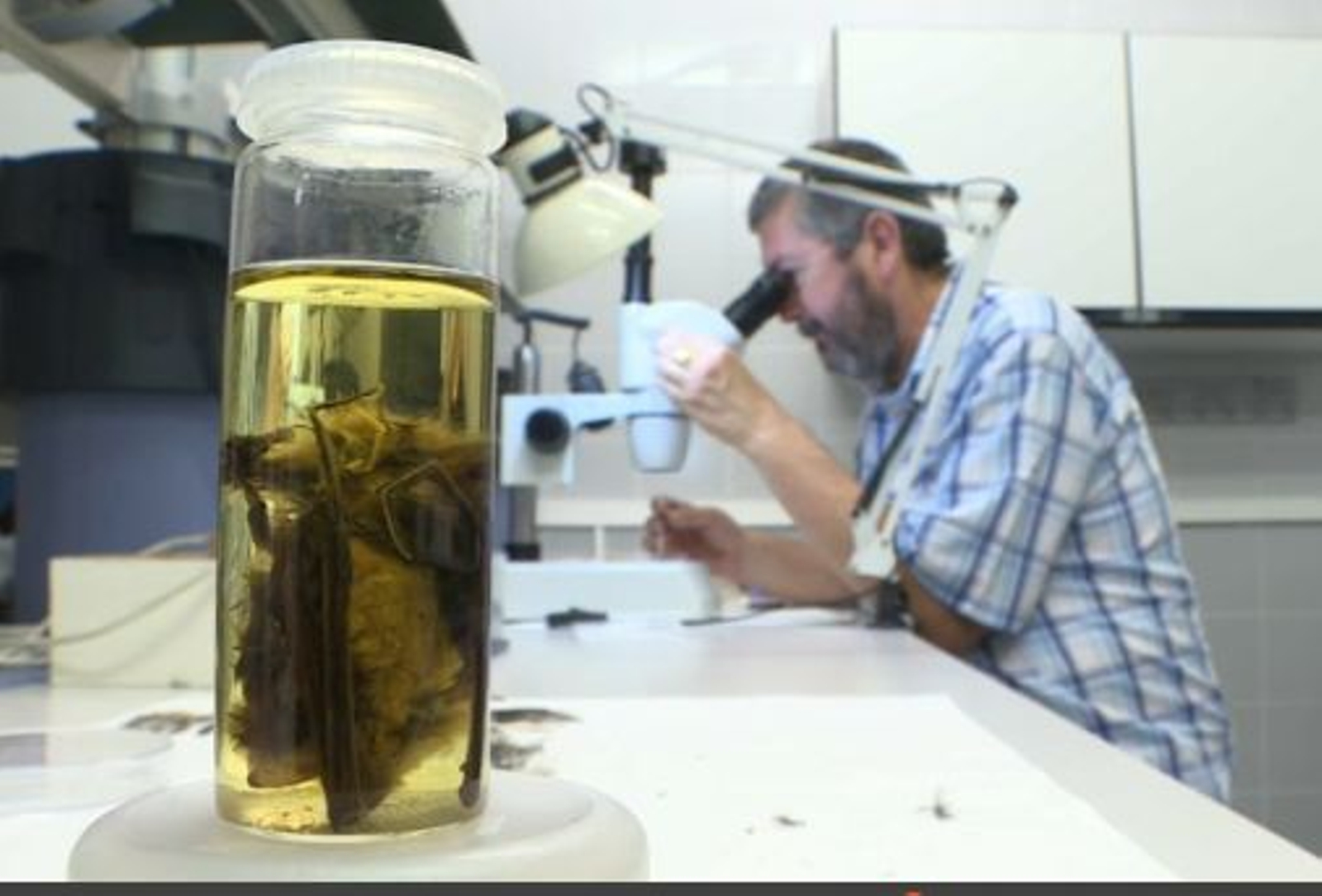 Juan Salvador Monrós, investigador de l'Institut Cavanilles de la UV