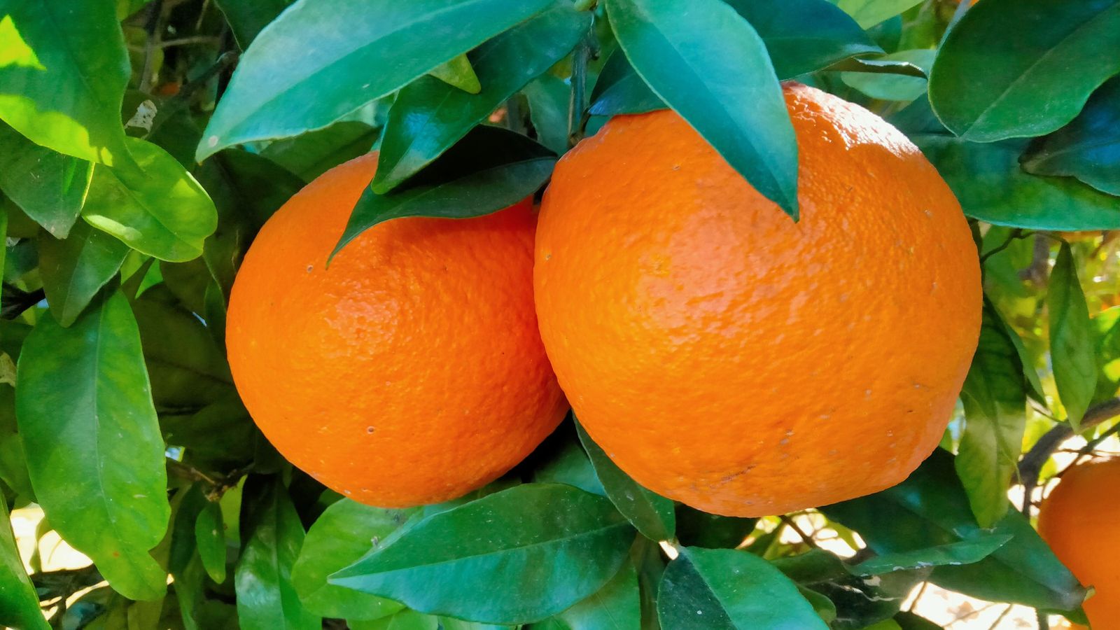 aaaaa