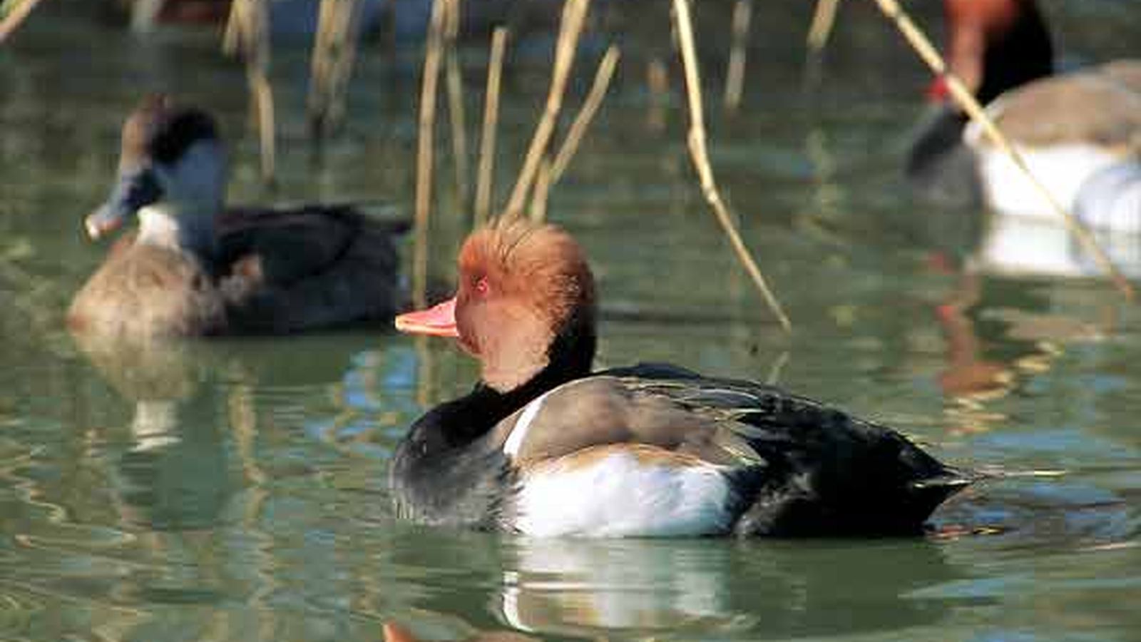 Un ocell al Fondo d'Elx, en arxiu