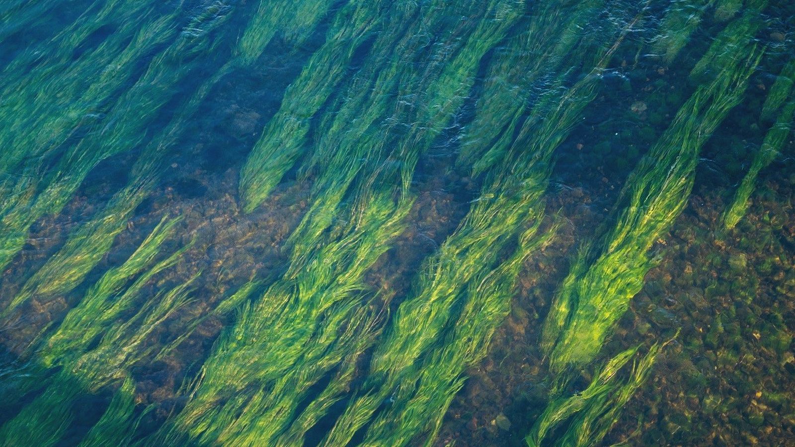 Les praderies marines són els pulmons de l'oceà
