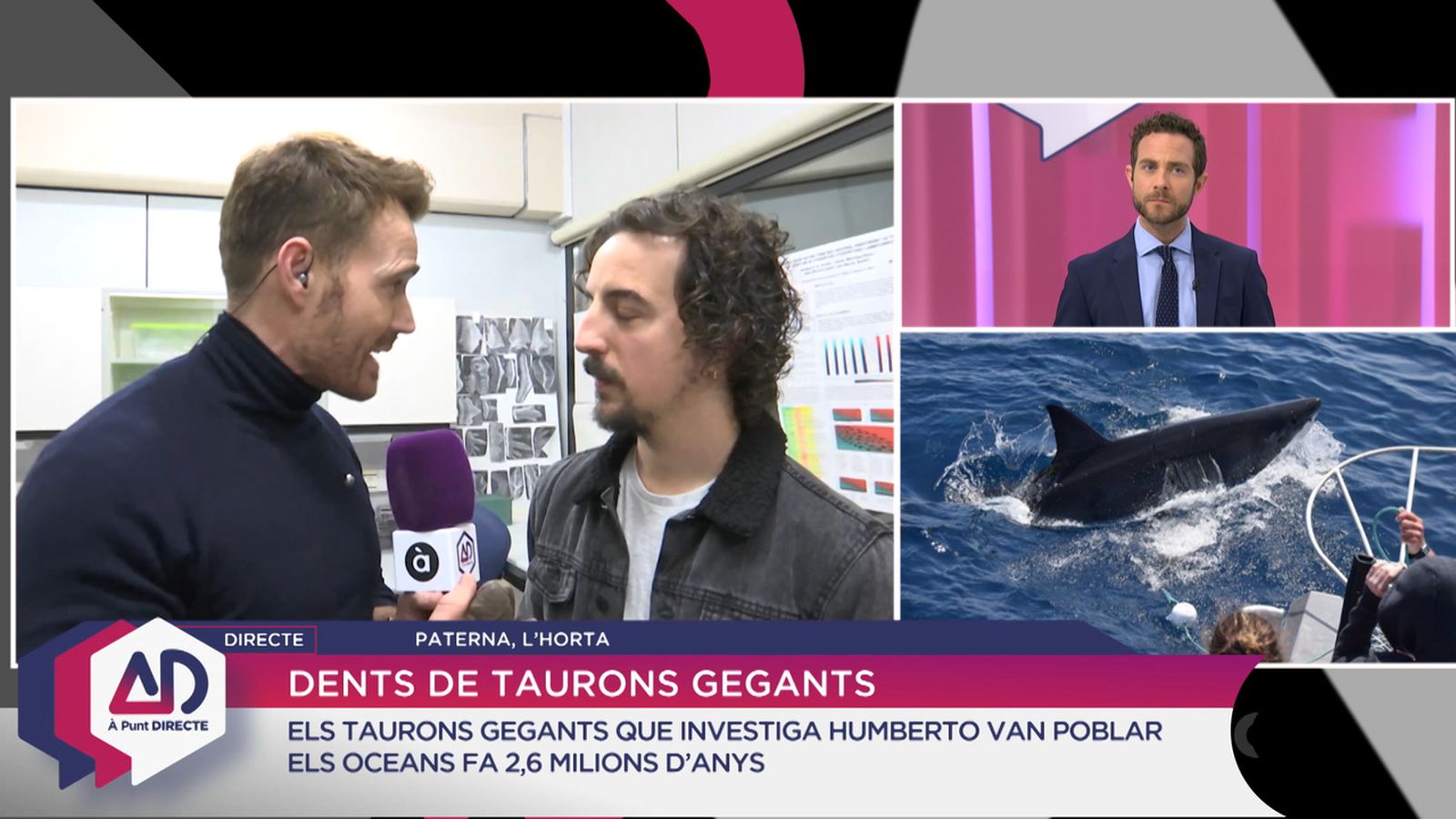 Dents de taurons gegants