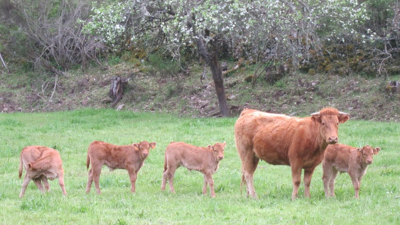 L’ONU adverteix: cal canviar la dieta per a frenar el canvi climàtic