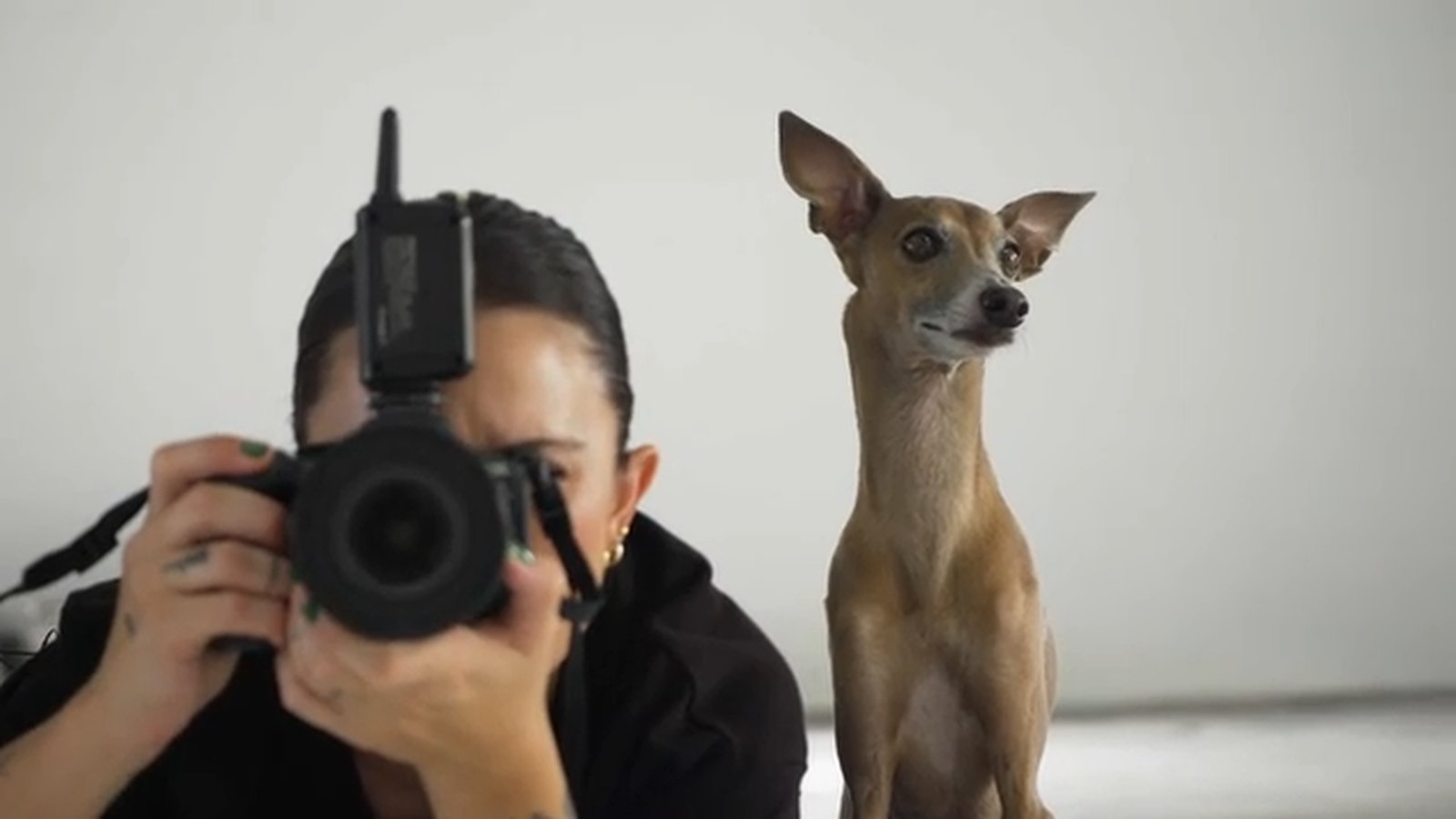 Animalades | Animalades, un món bestial 5