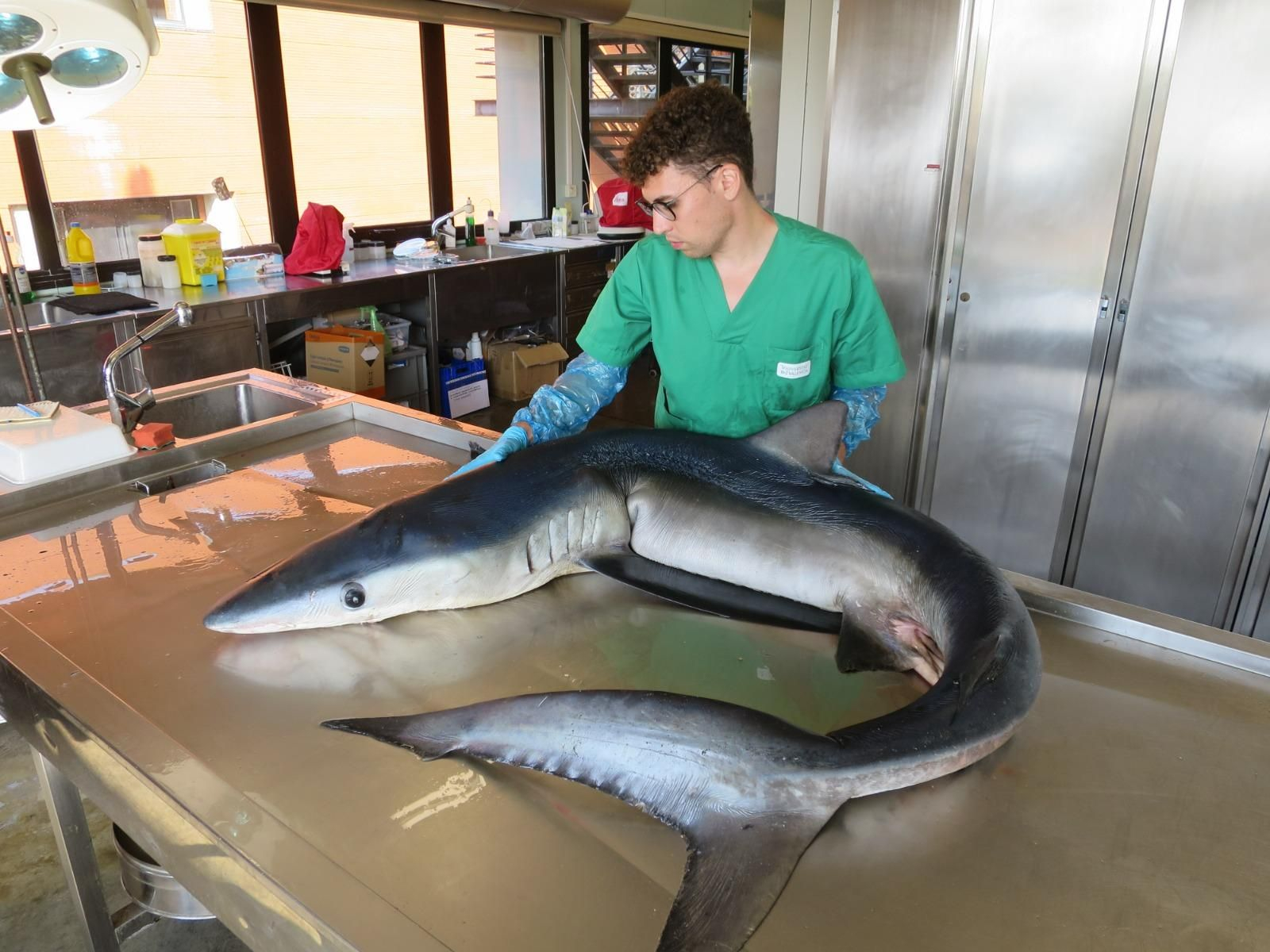 David Ruiz estudia un dels exemplars que de la investigació de les zones d’importància per a la conservació d'esquals i rajades