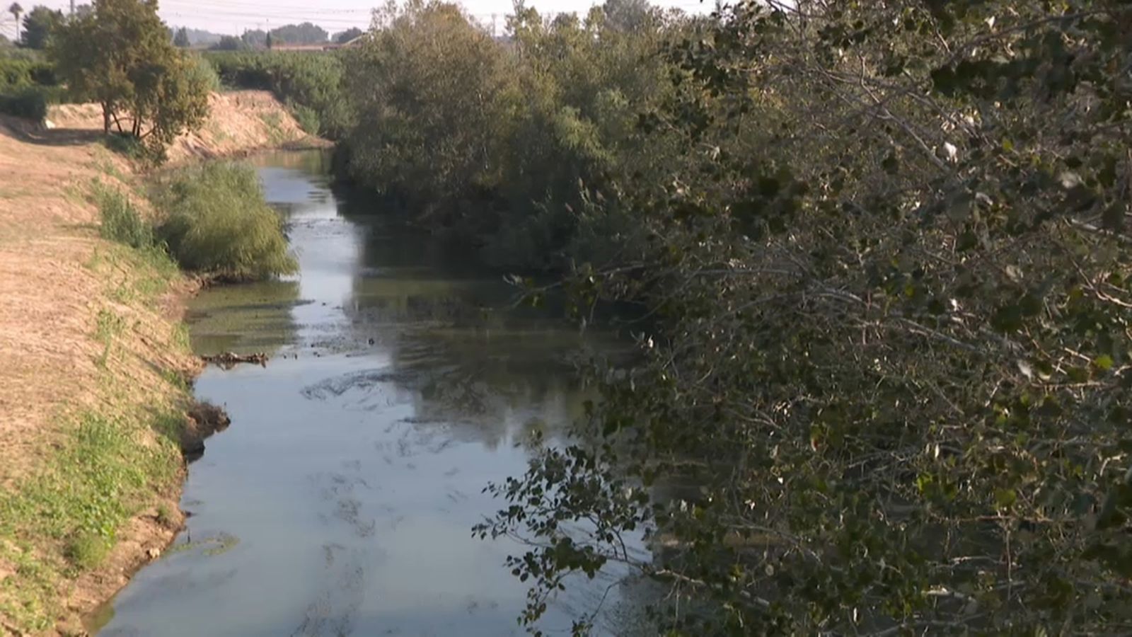 Quasi una trentena de municipis de la Ribera estan afectats per la sequera, que provoca l'aparició d'espècies invasores com la ludwígia.