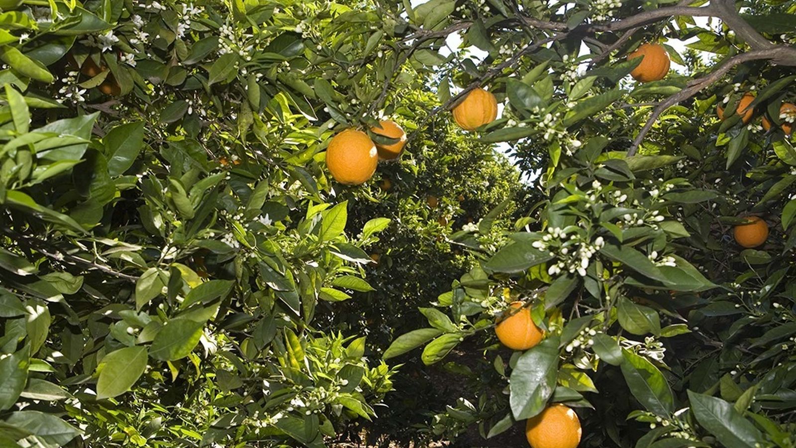 Un camp de taronges, en arxiu