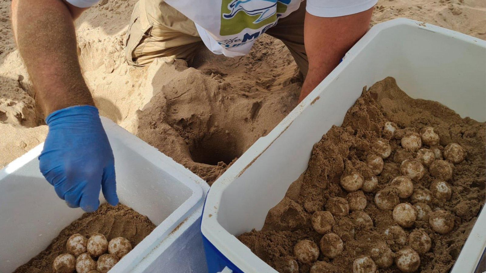 Primers ous de tortuga de l'estiu, a la platja d'Elx