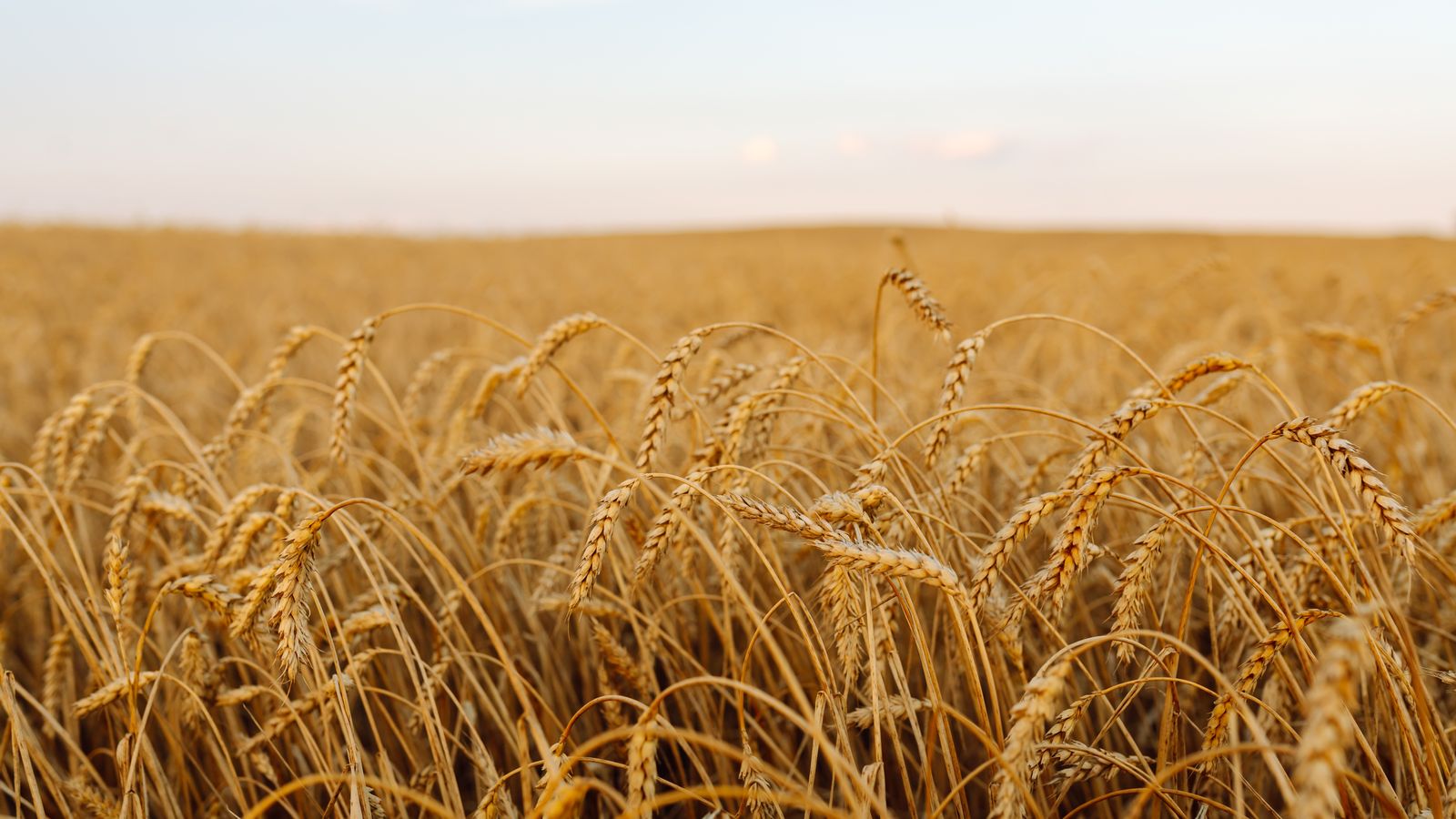 imatge d'arxiu d'un camp de cereals