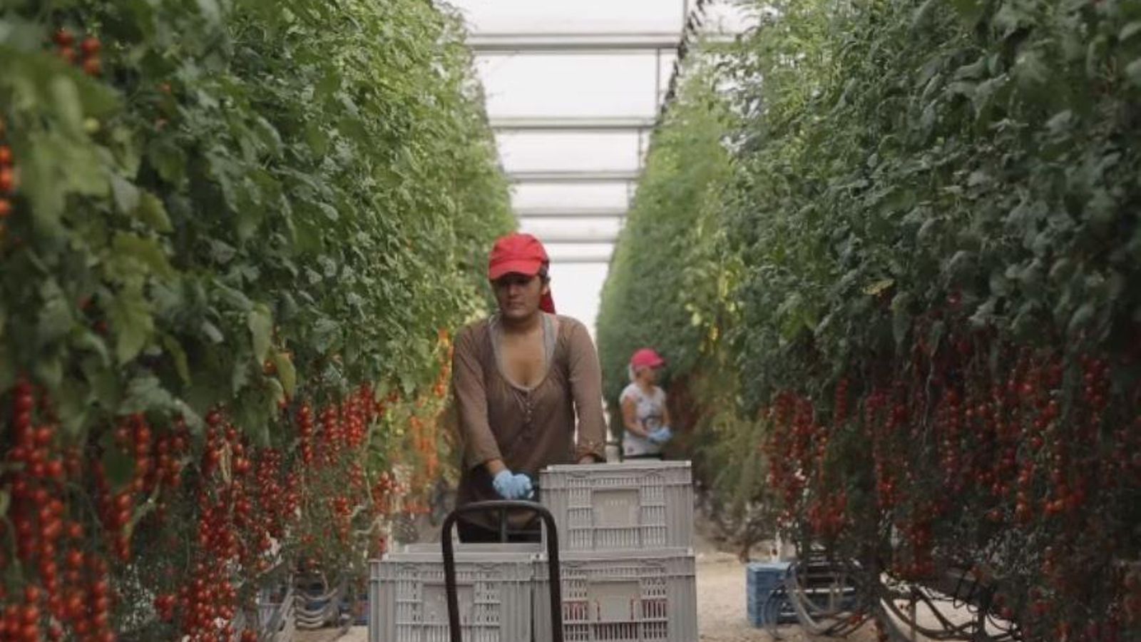 Cadena de valor 3.0 entra a Bonnysa