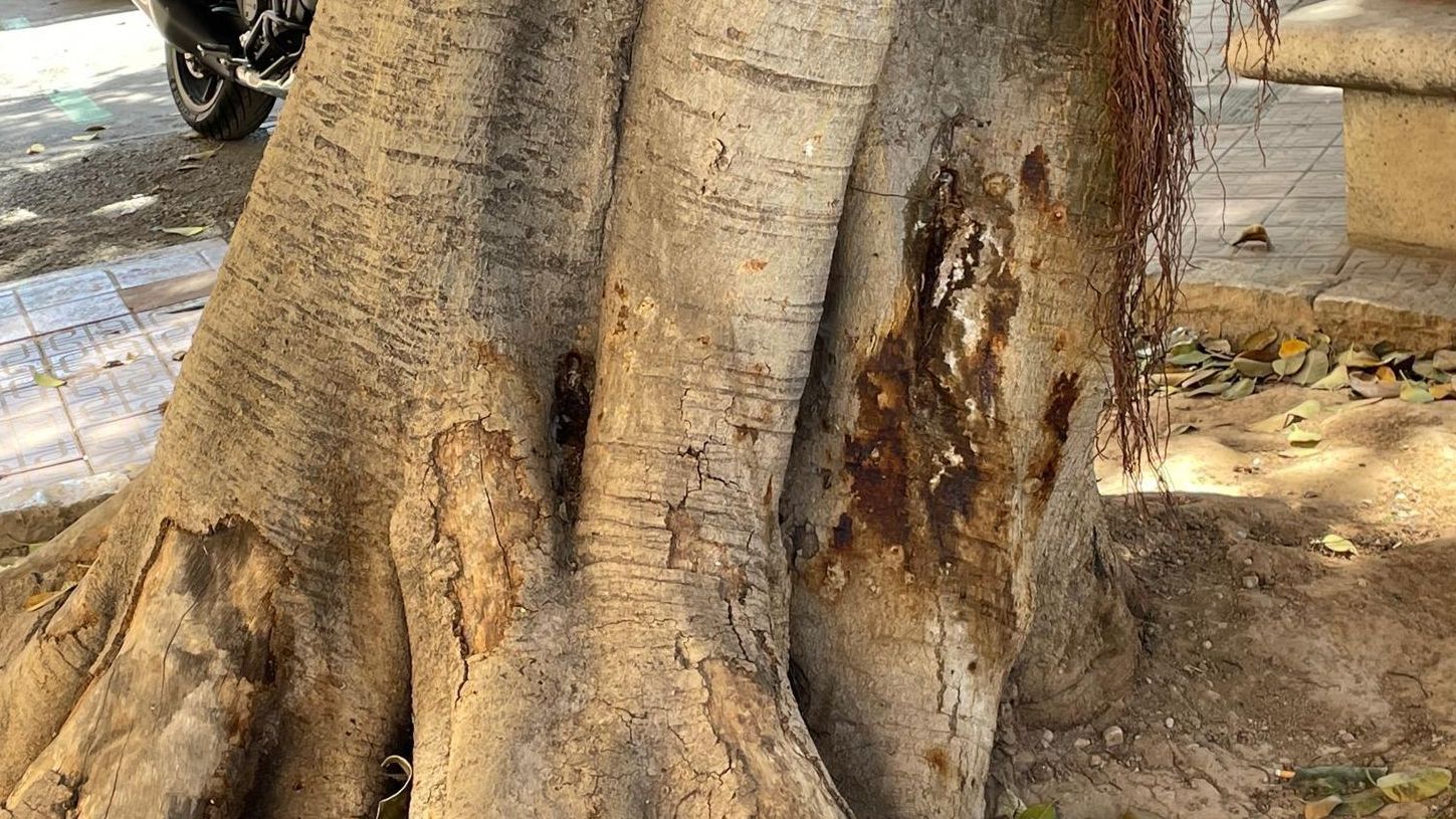 Ficus víctima de l'atac químic a la Plaça d'Espanya Ficus víctima de l'atac químic a la Plaça d'Espanya