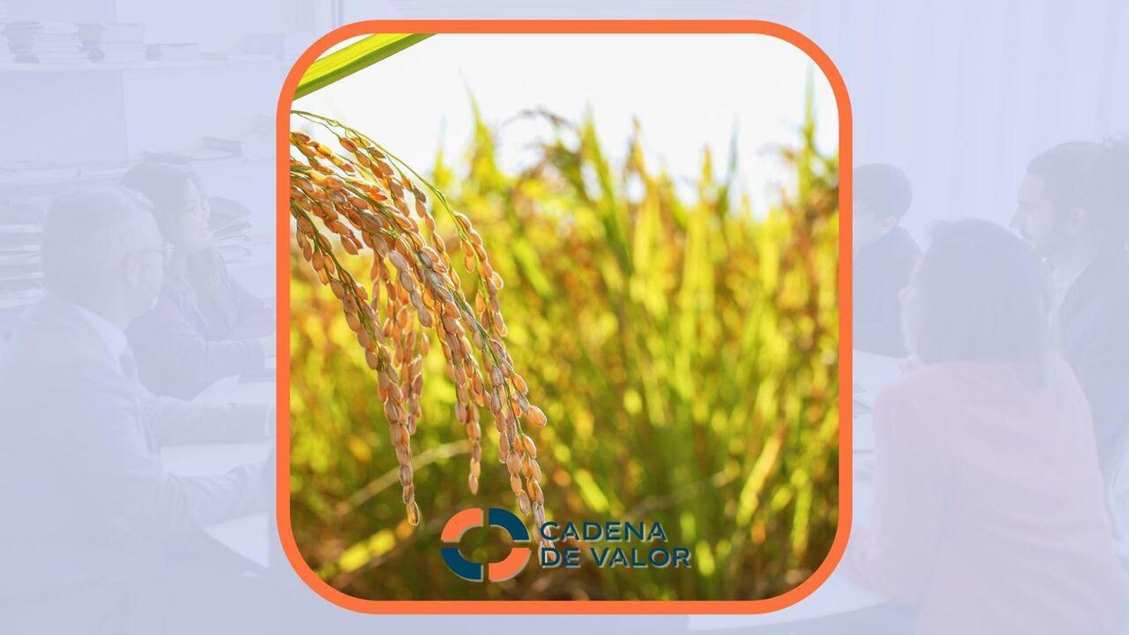 22.09.2025 | Crisi a la sega d’arròs: possibles pèrdues del 75?% en Bomba i Albufera