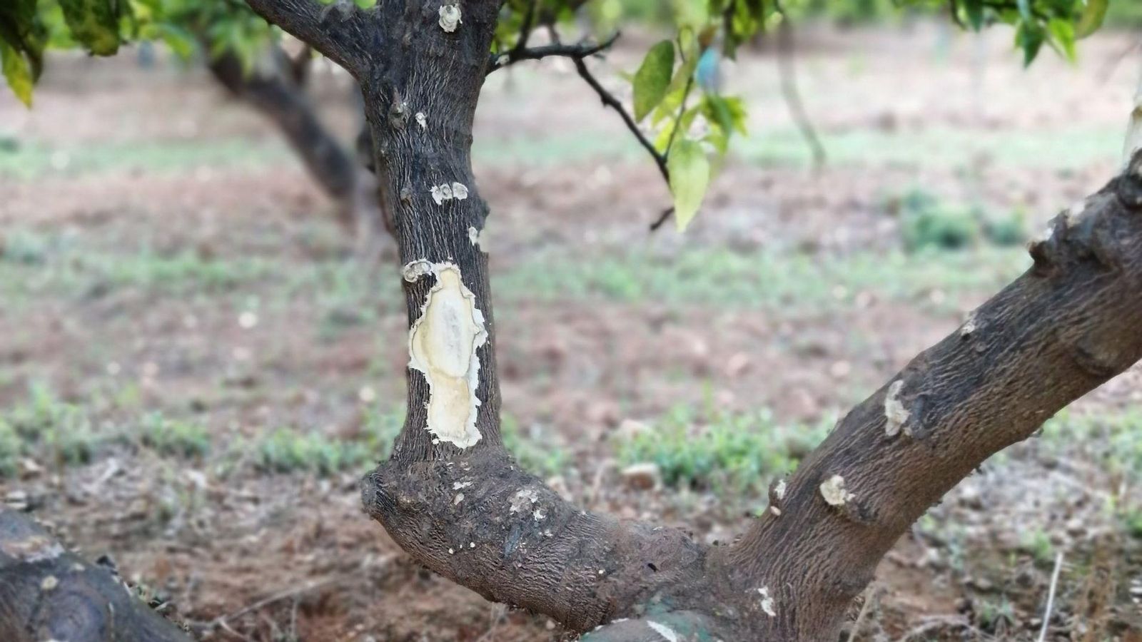 Cítrics afectats per les mossegades de conills