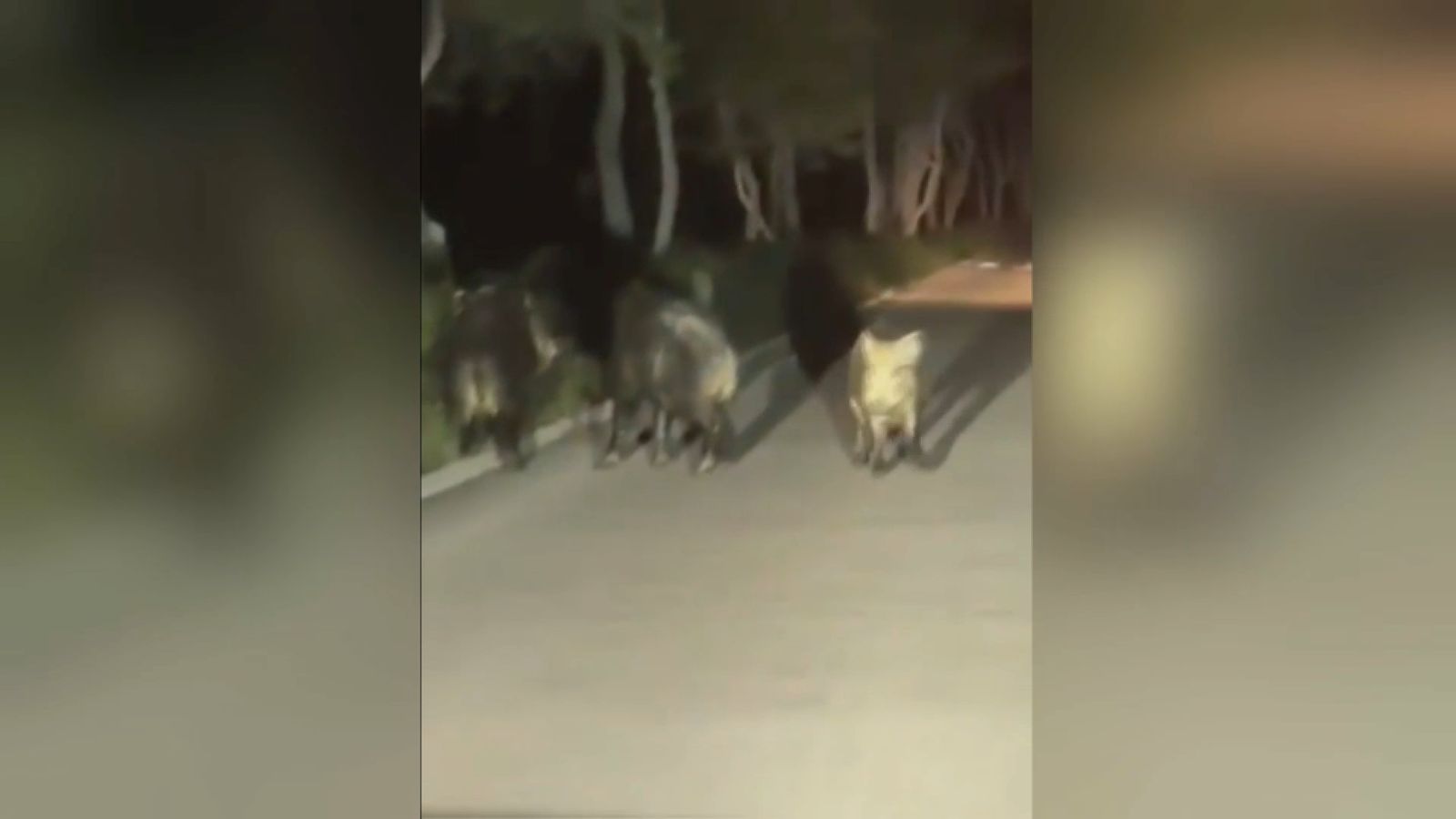 Porcs senglars al Saler