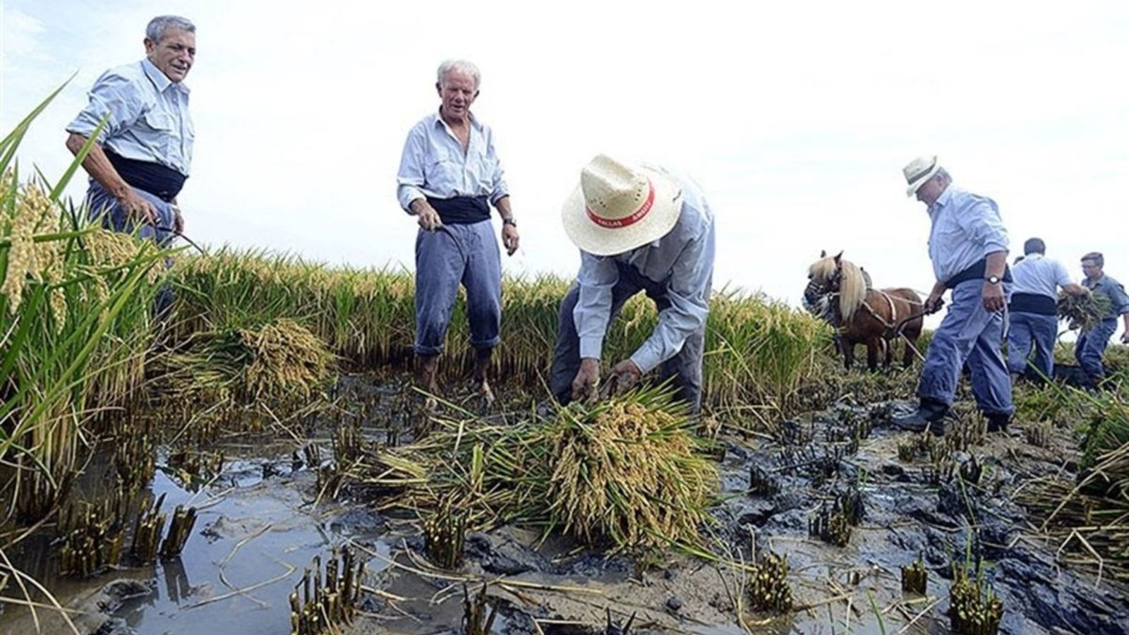 Un grup de llauradors participa en una pràctica tradicional de sega de l’arròs
