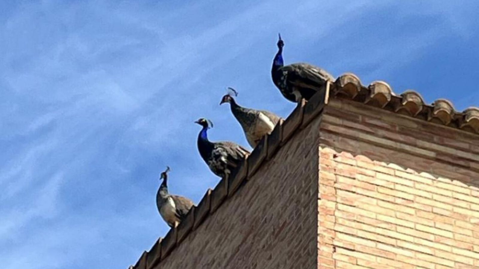 Els quatre paons trauen el cap pel terrat d'una casa a Godella