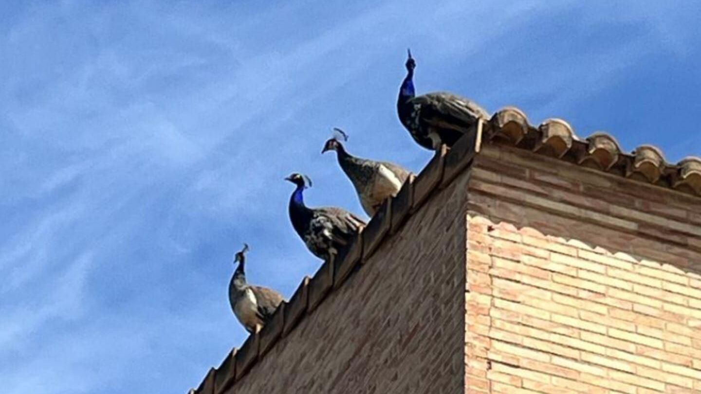 Els quatre paons trauen el cap pel terrat d'una casa a Godella Els quatre paons trauen el cap pel terrat d'una casa a Godella