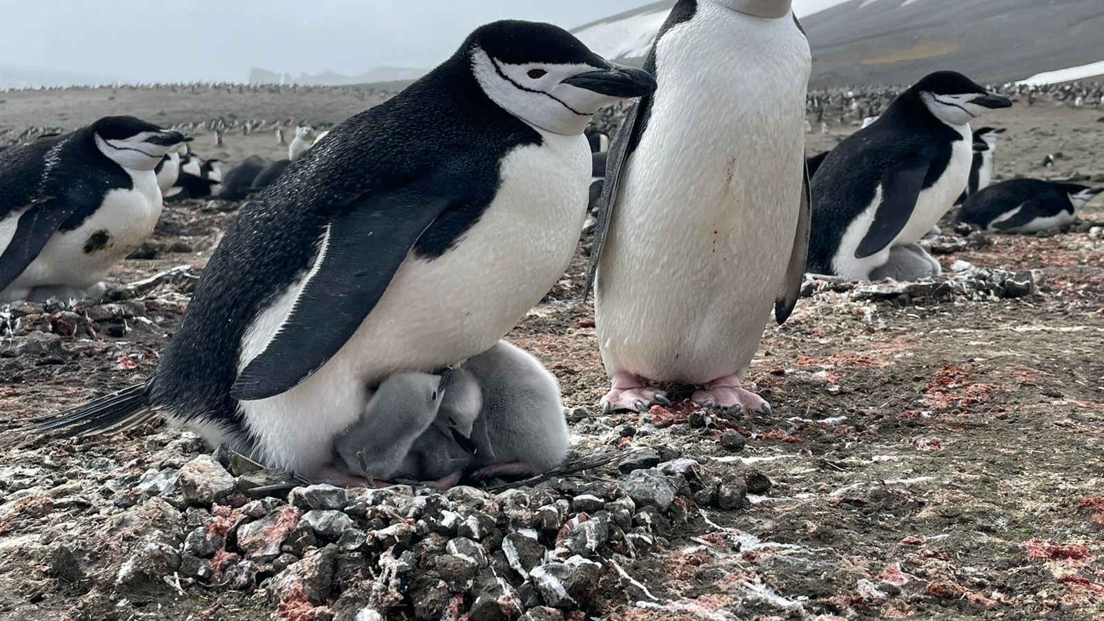 Pingüins, en arxiu