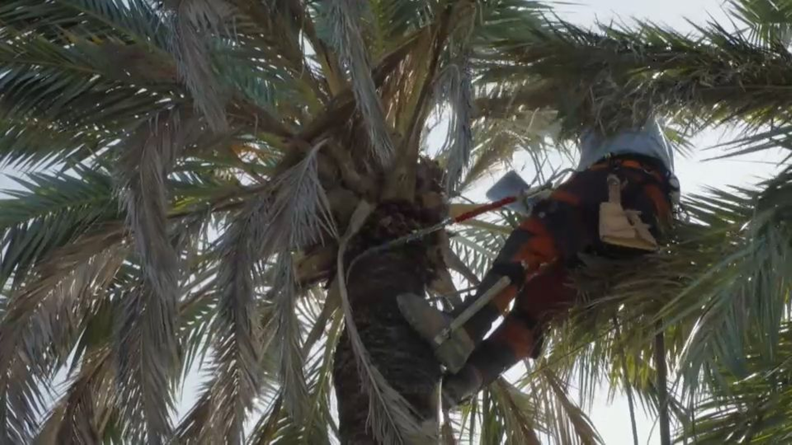 Carmelo a la part alta de la palmera, imatge d'arxiu