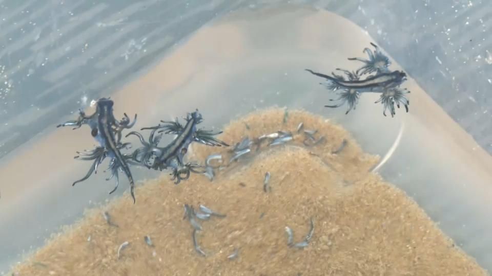 Apareixen diverses desenes d'exemplars de dragonet blau a les platges de Guardamar del Segura