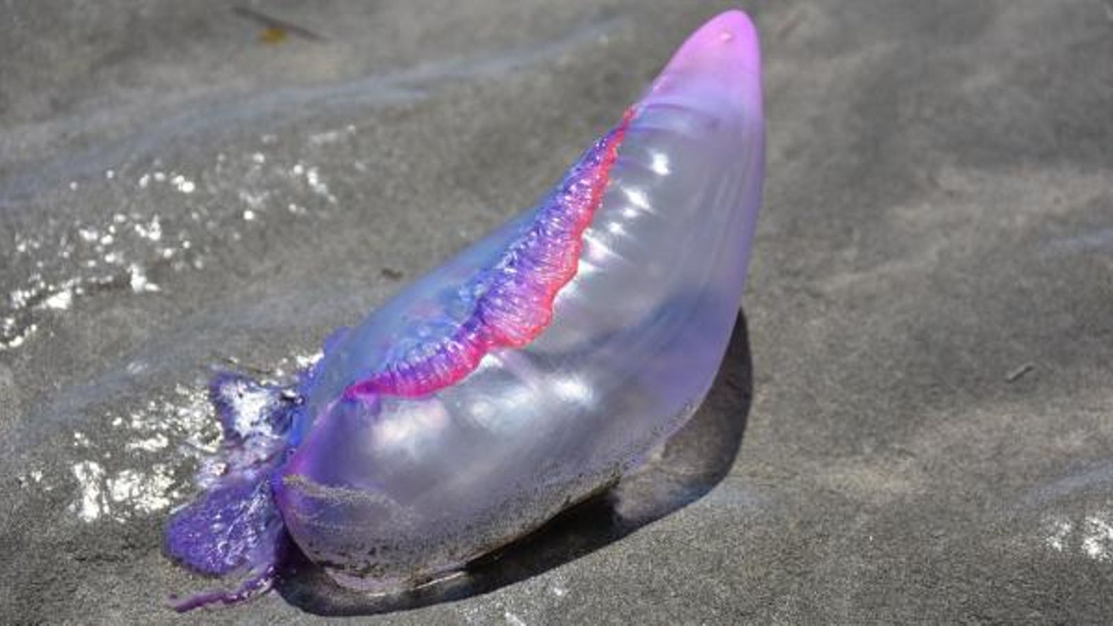 Activen el protocol per caravel·la portuguesa a Benidorm