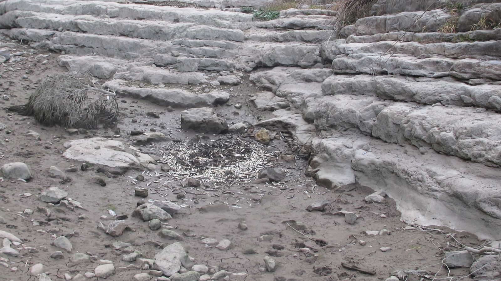 Tram del Palància sec, on s'aprecien amuntegats desenes de peixets morts per la falta d'aigua