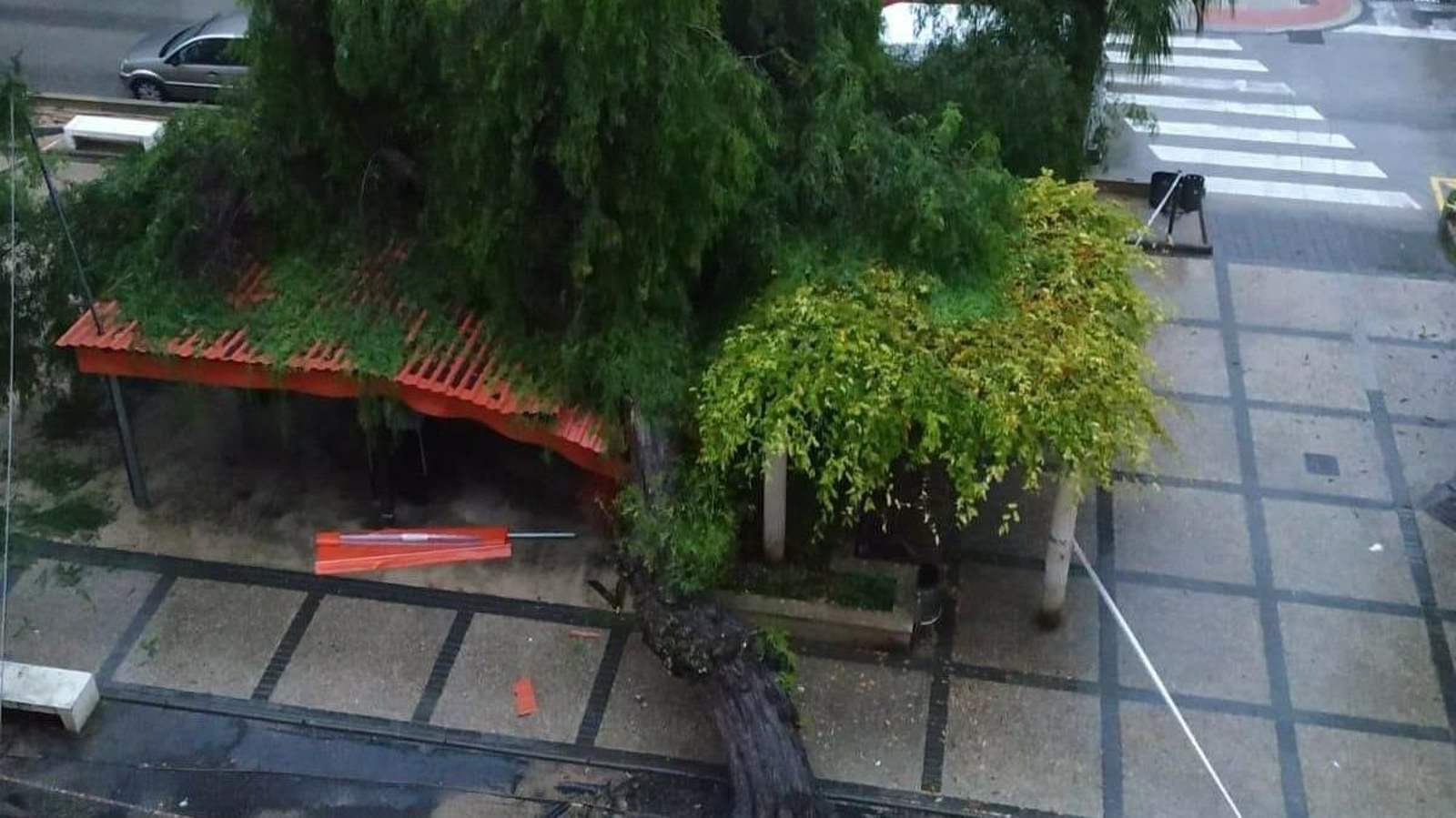 L'arbre ha caigut sobre la terrassa del bar aquesta matinada
