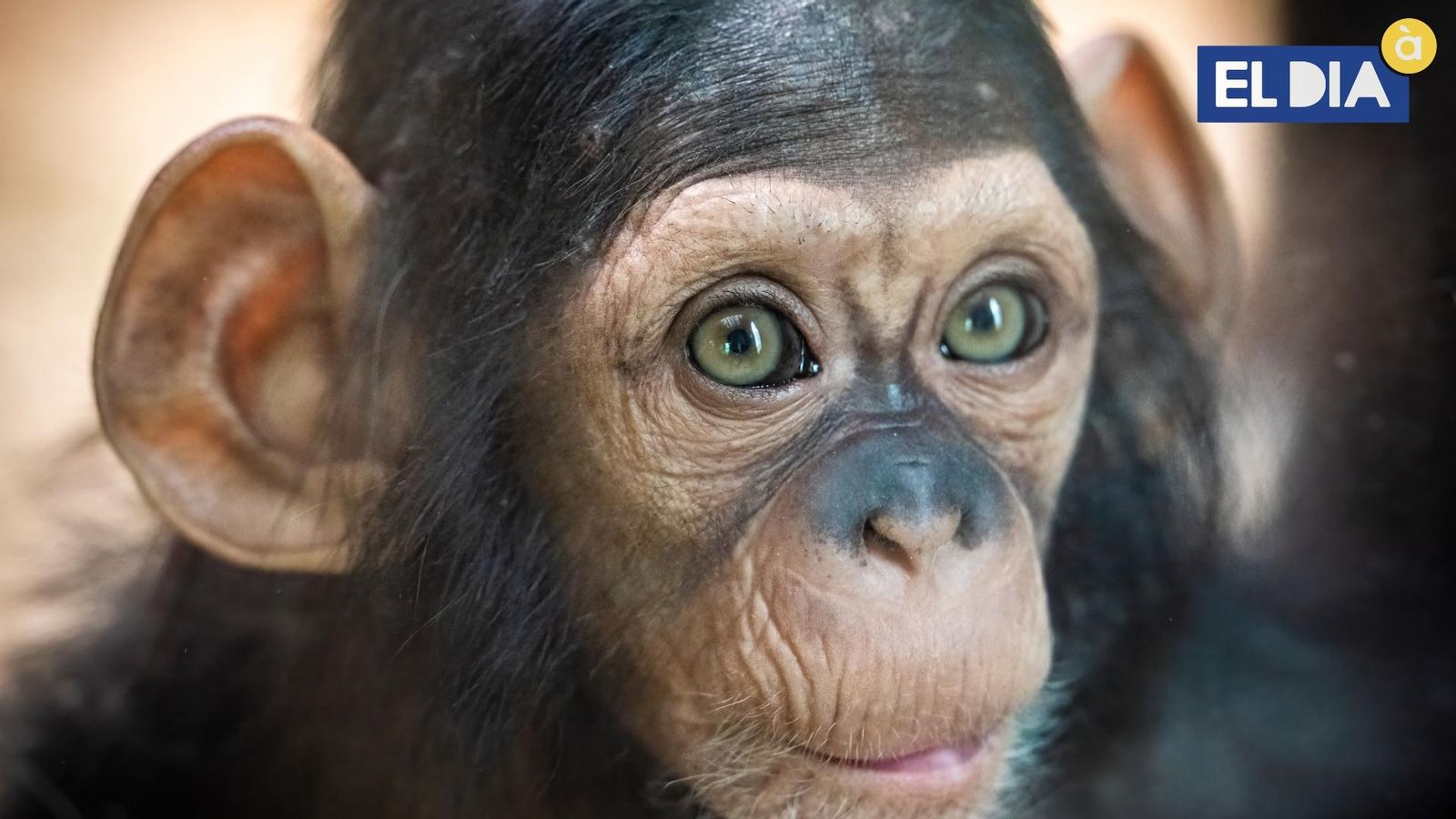 14.07.2021 | Dia del Ximpanzé