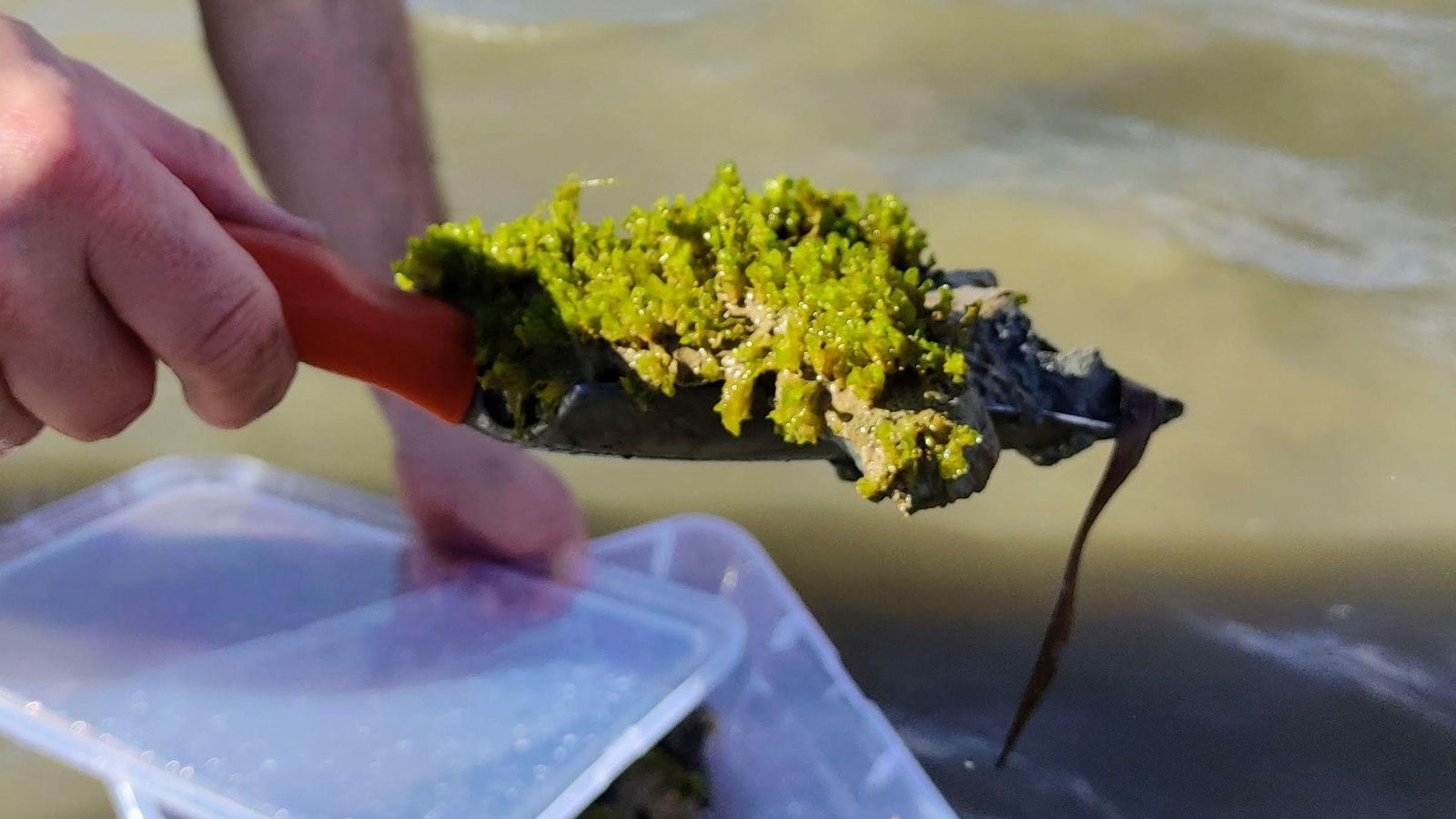 Una mostra de la espècie que s'ha localitzat al Tancat de la Pipa